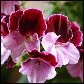 Regal Pelargonium Elegance Pink & Magenta Wing - 13m Pot